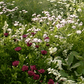 Blumenmeer