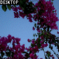 Bougainv.