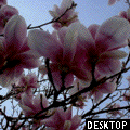 Magnolien