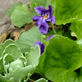 Veilchen